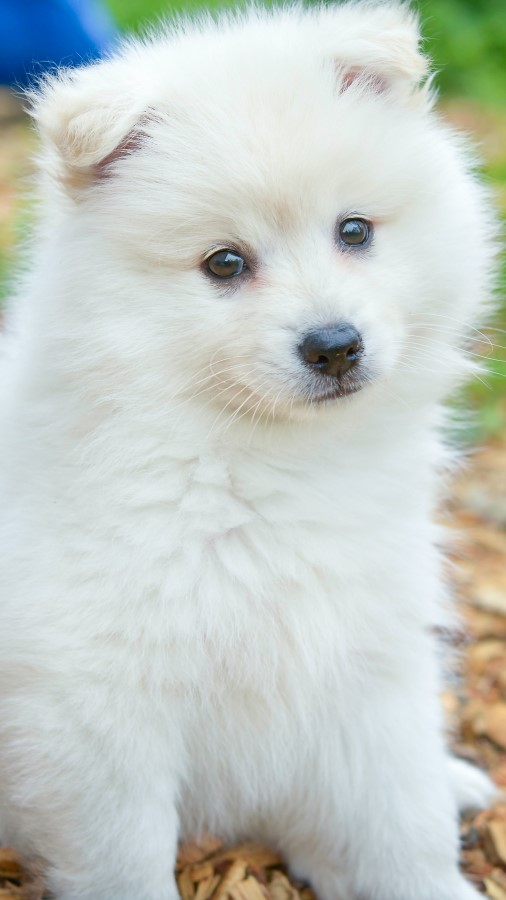 Samoyed dog breed