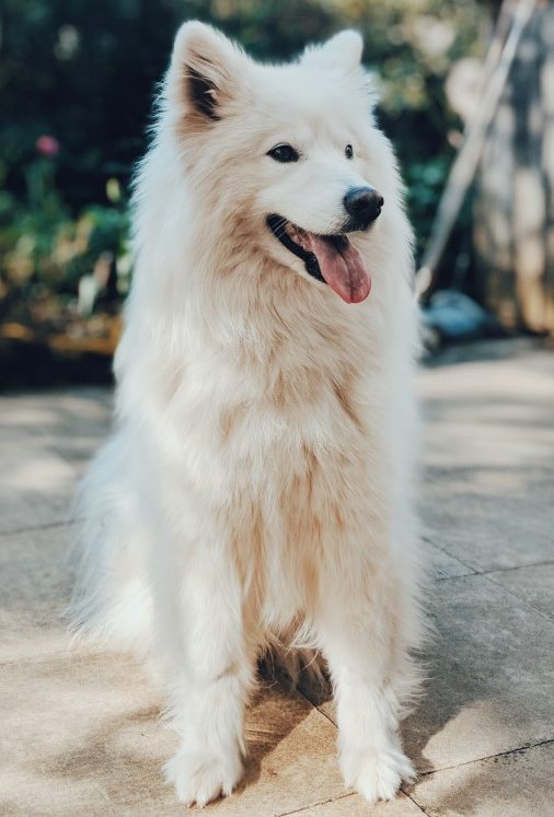 Samoyed dog breed