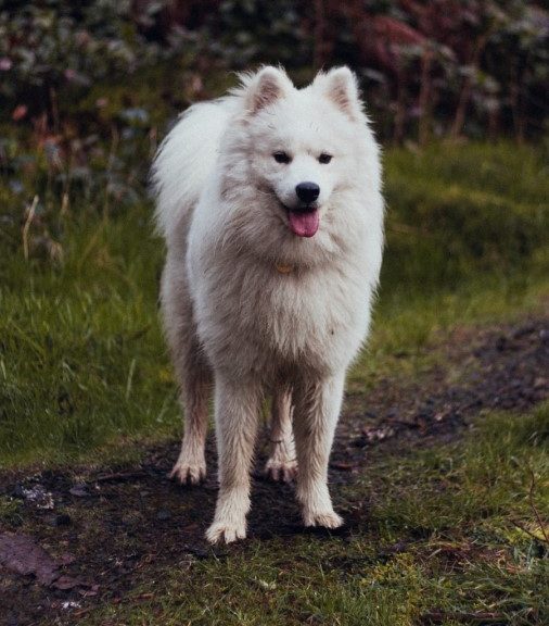 Samoyed dog breed