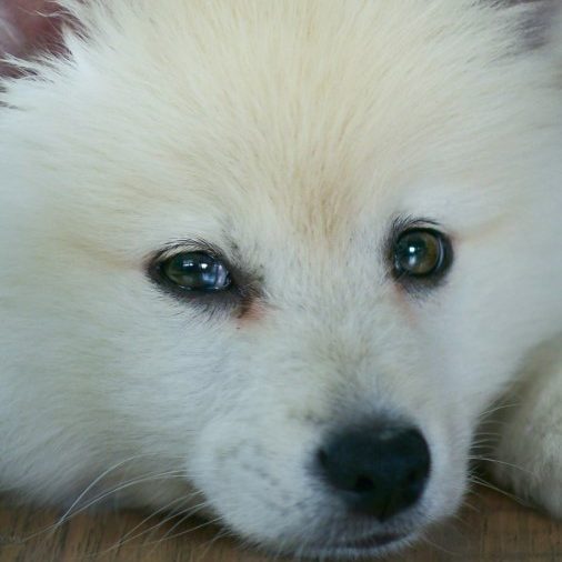 Samoyed dog breed