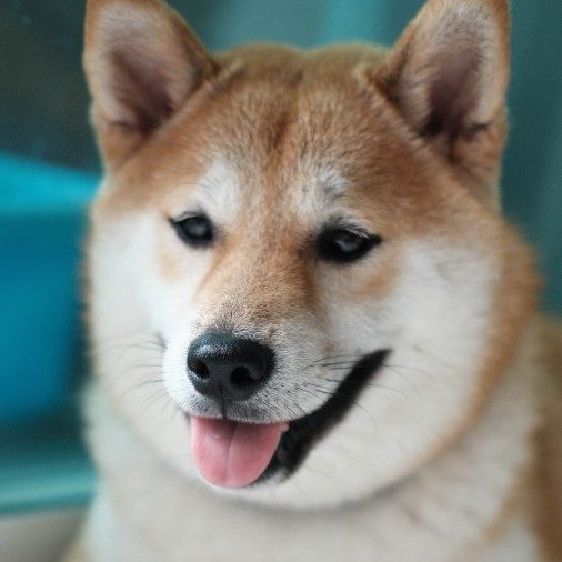 Shiba Inu dog breed