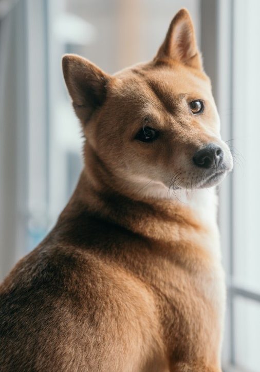 Shiba Inu dog breed