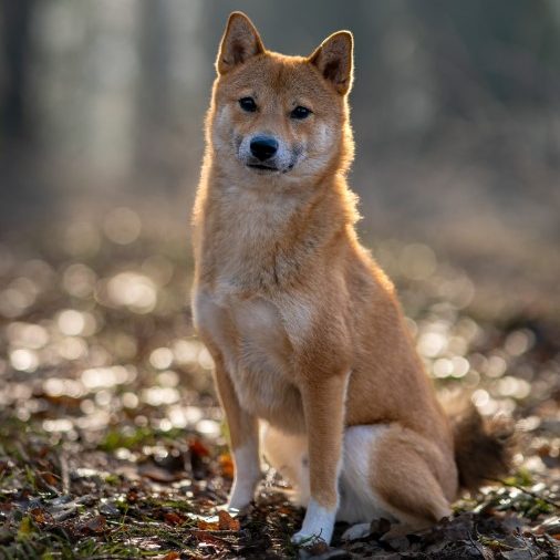 Shiba Inu dog breed