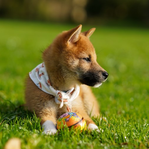 Shiba Inu dog breed