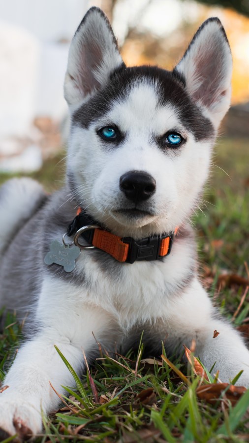 Siberian Husky Breed