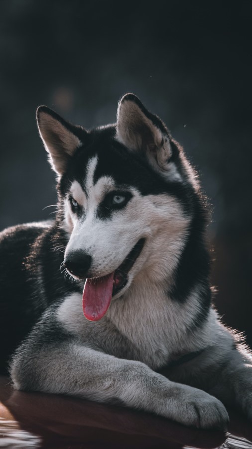 Siberian Husky Breed