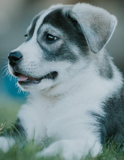 Siberian Husky Breed