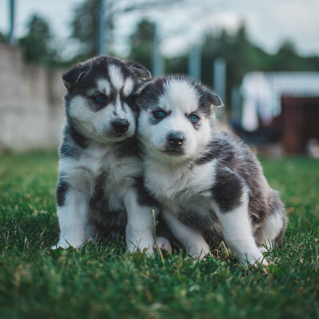 Siberian Husky Breed