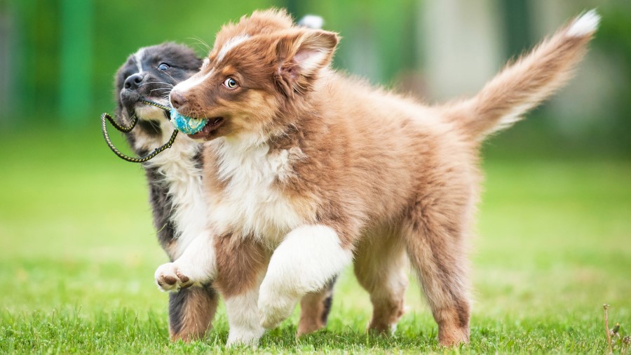 Dogs playing with toys together