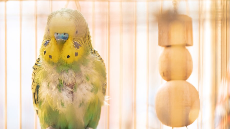 Injured bird in cage