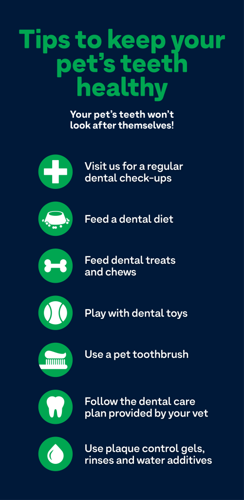 Greencross Vets infographic - Tips to keep your pet's teeth healthy