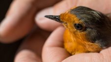 Bird being held in someone's hands