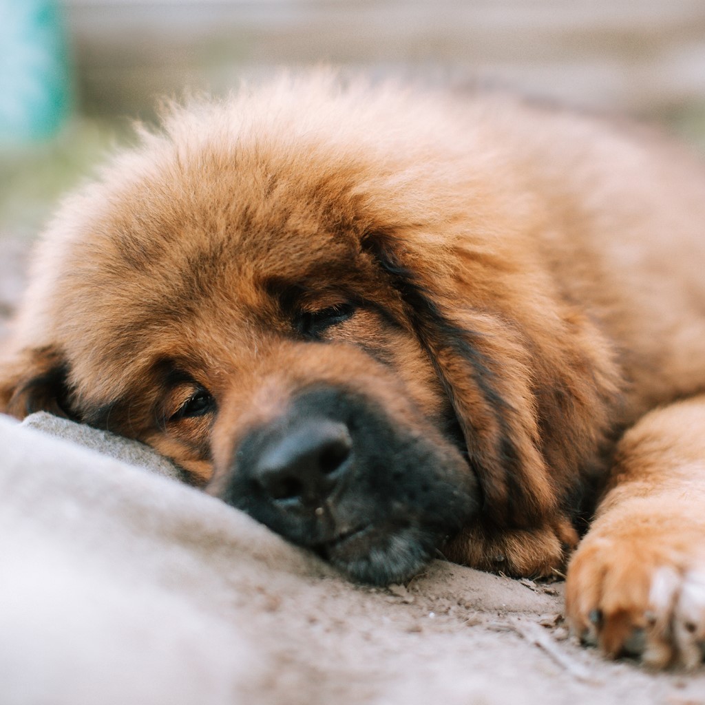 Tibetan Mastiff Dog Breed