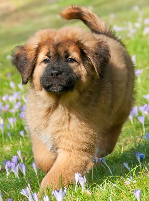 Tibetan Mastiff Dog Breed