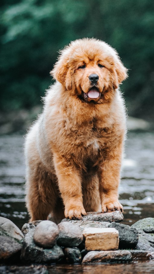 Tibetan Mastiff Dog Breed