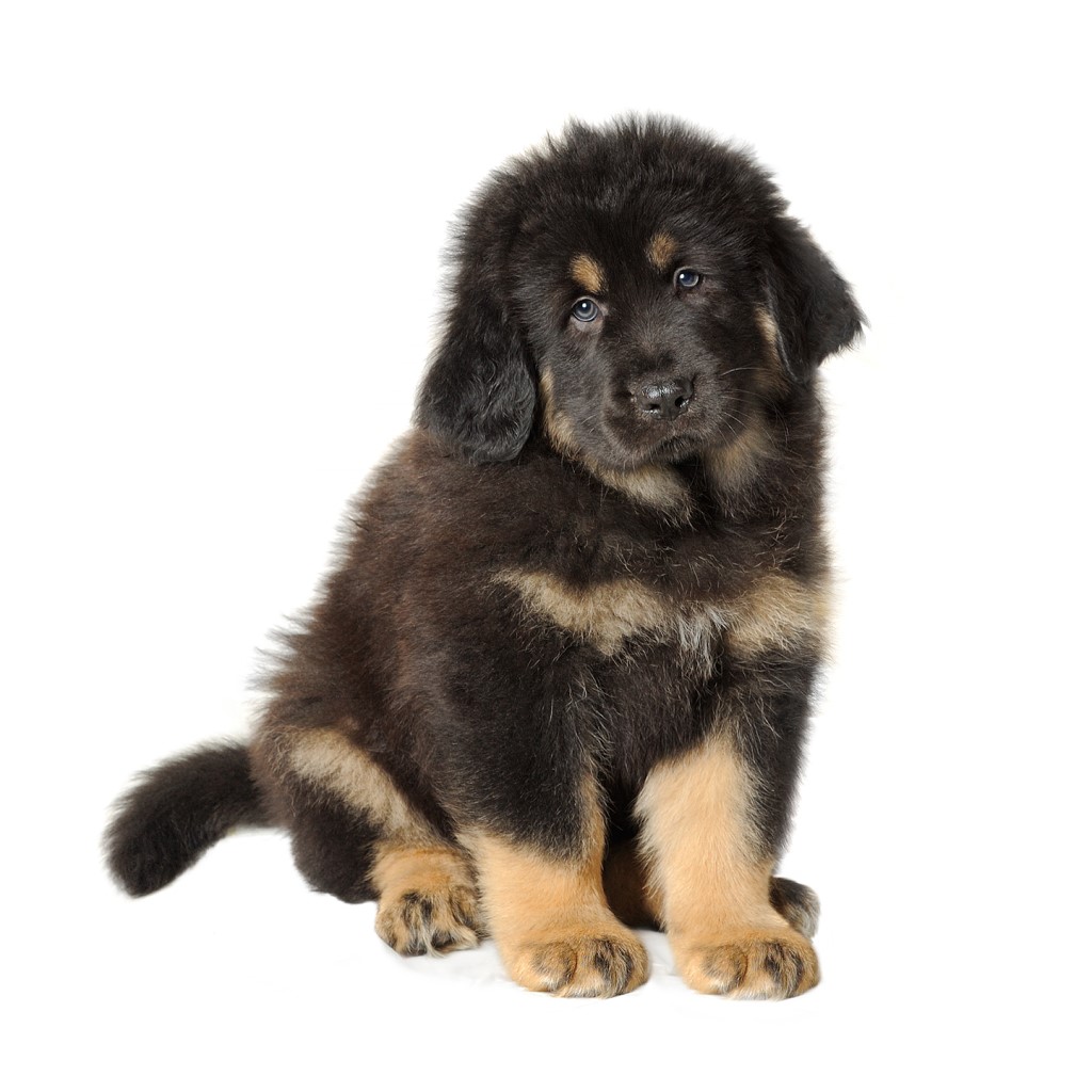 Tibetan Mastiff Dog Breed