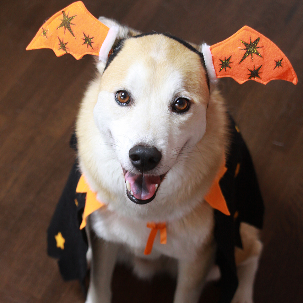 A cute dog wearing bat ear costume