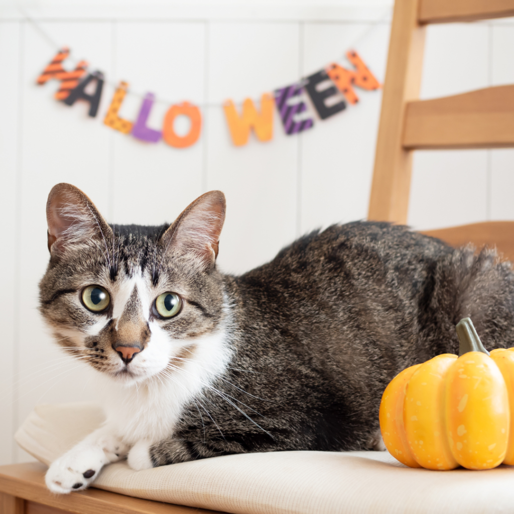 A cat sitting on a table next to a pumpkin with a halloween sign in the background