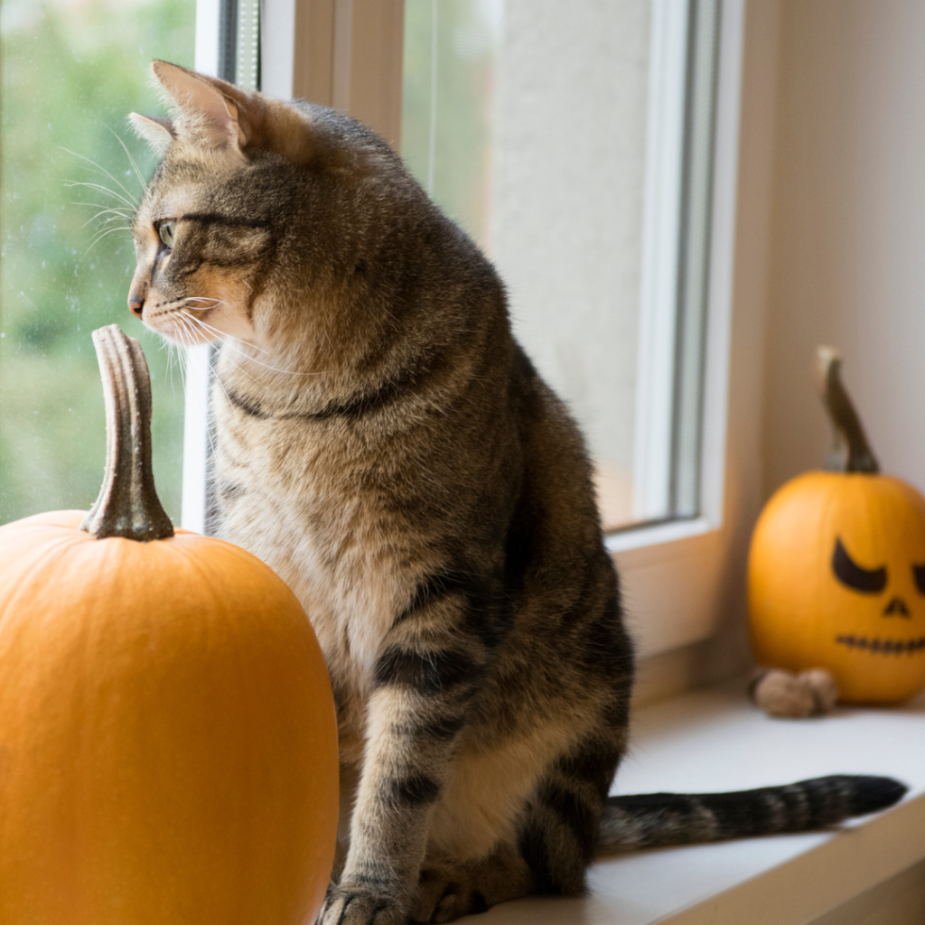 a cat looking out the window next to a pumpkin