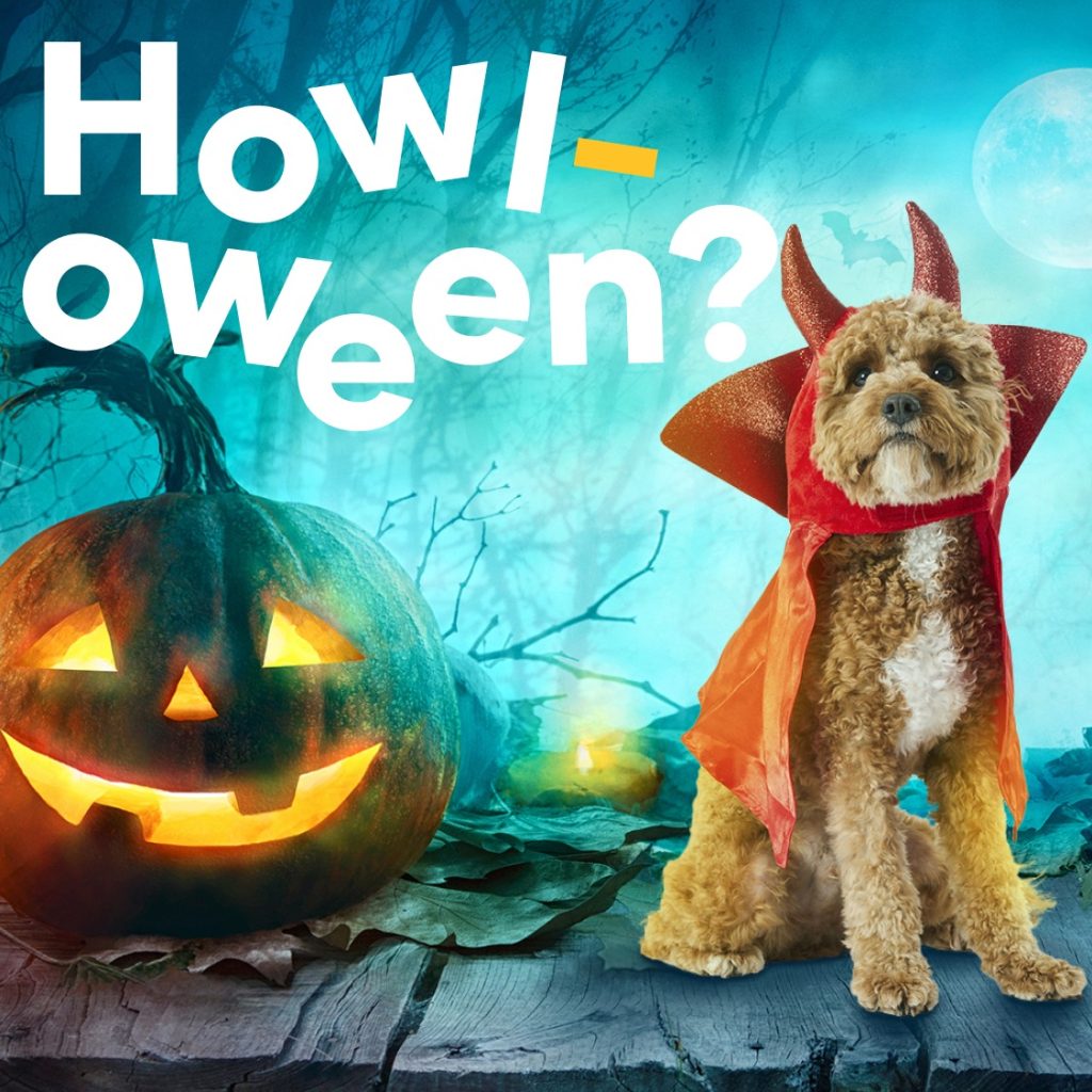 A cavoodle wearing a devil outfit next to a pumpkin