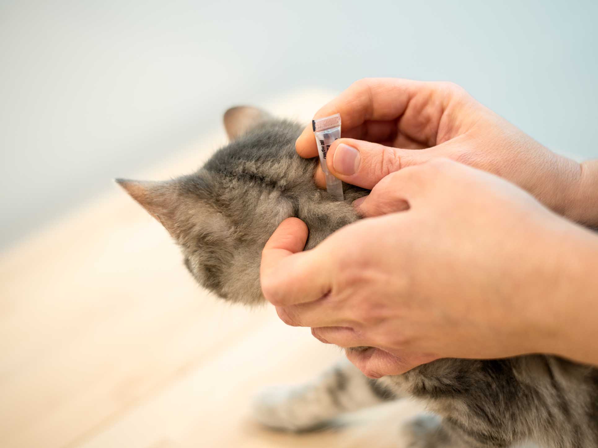 Cat tick treatment or prevention