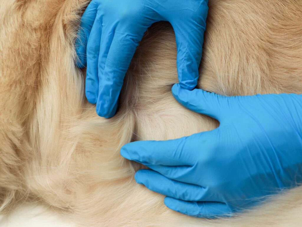 Checking dog for paralysis ticks. Gloved hands checking pet.