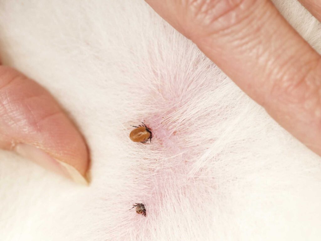 Tick on white fur cat