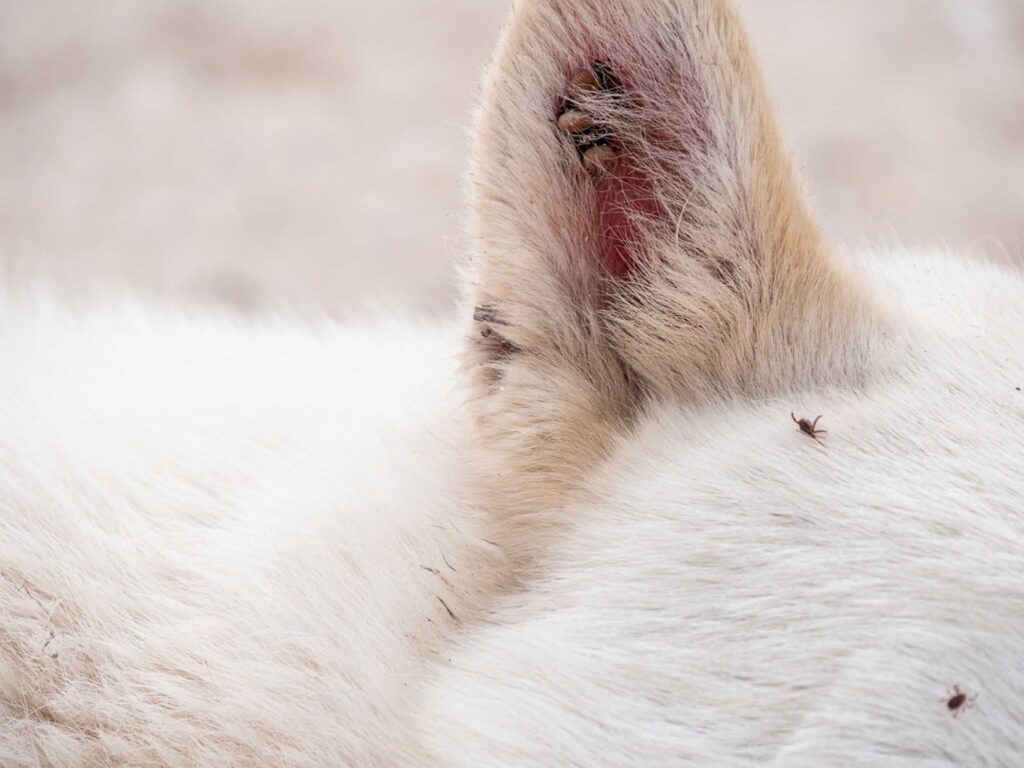 brown dog tick on white fur dog