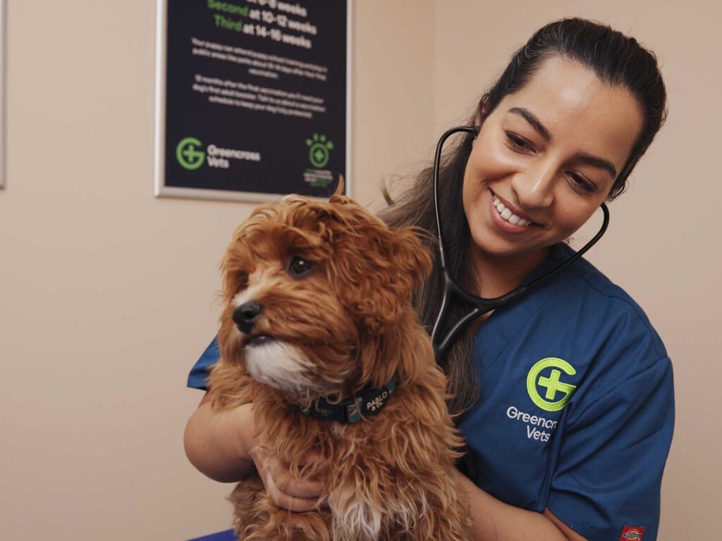 Dr Cynthia vet consult dog health check