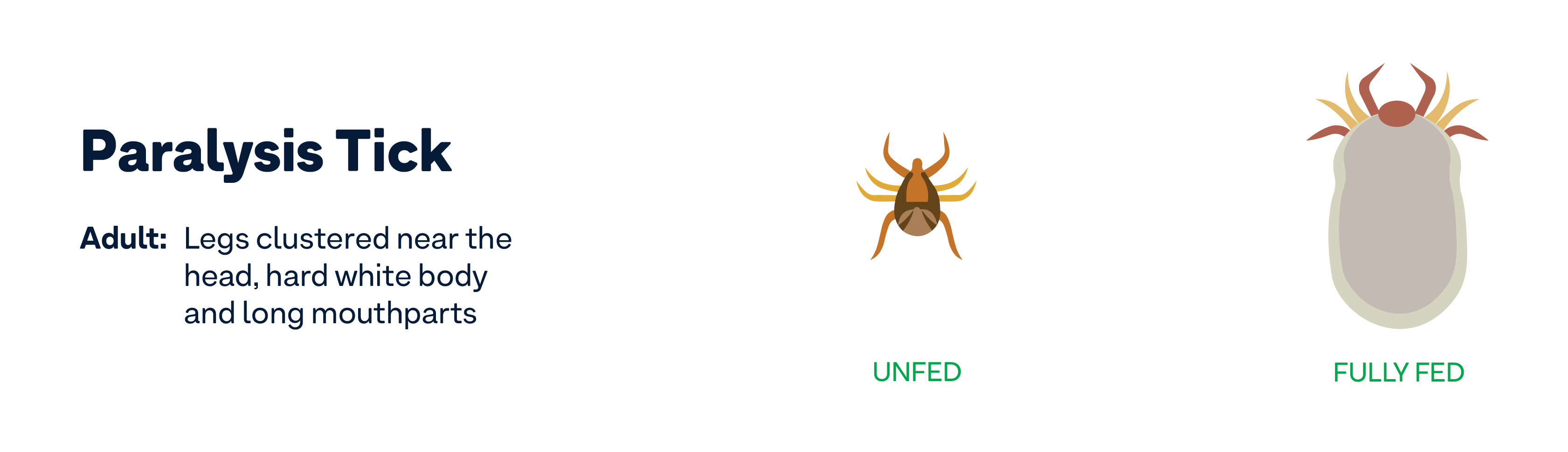 paralysis tick identification chart