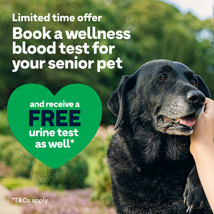 Senior pet offer - free urine test with blood test