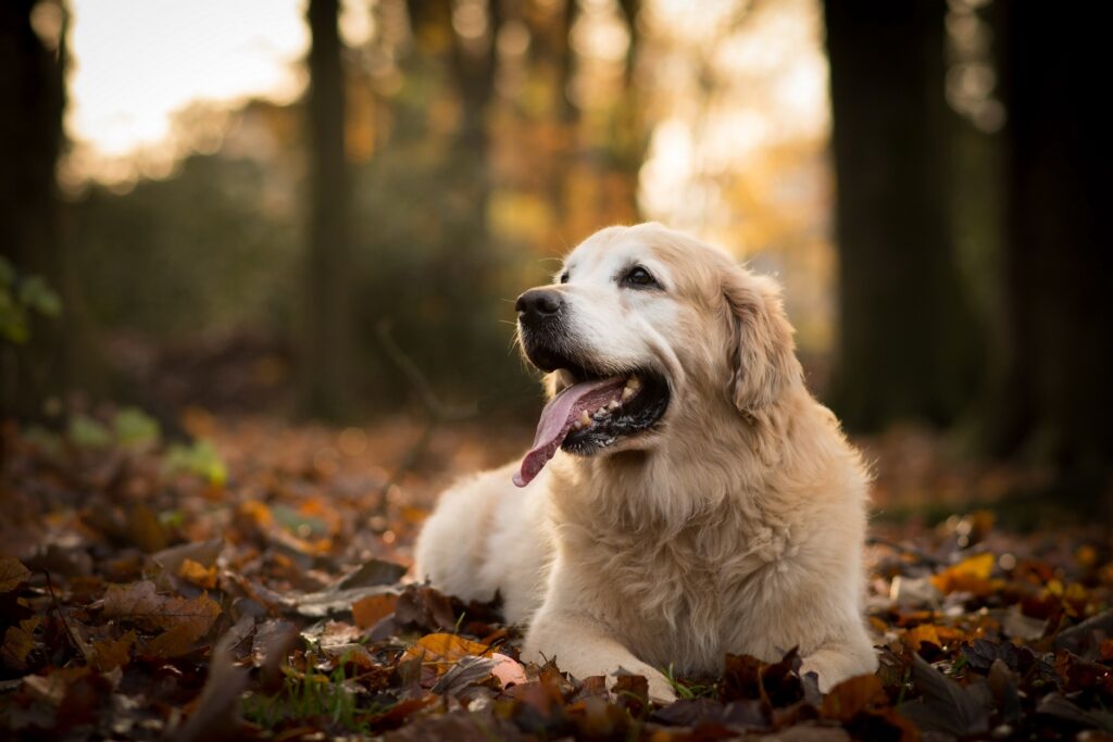 Enjoy One Month FREE for New Senior Members!